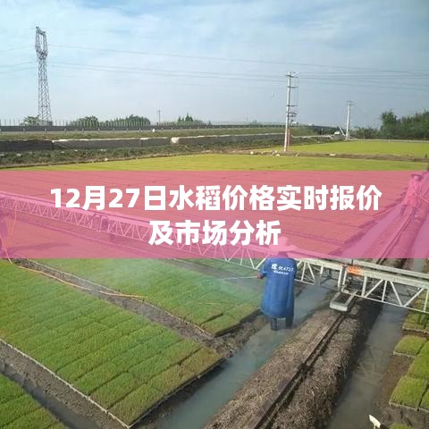 12月27日水稻价格行情及市场深度解析