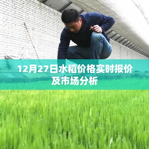 12月27日水稻价格行情及市场深度解析