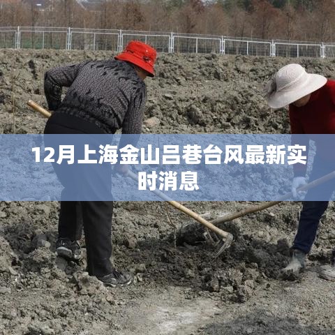 上海金山吕巷台风实时更新消息,最新动态速递