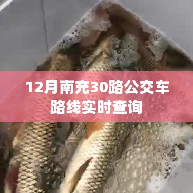南充12月最新30路公交车实时查询路线