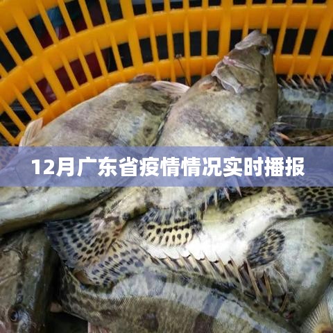广东疫情实时播报,最新数据解读