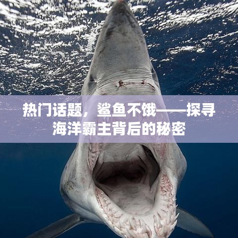 揭秘鲨鱼不饿背后的秘密,海洋霸主生存之谜