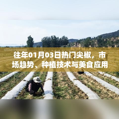 尖椒市场趋势、种植技术与美食应用,历年一月初热门回顾