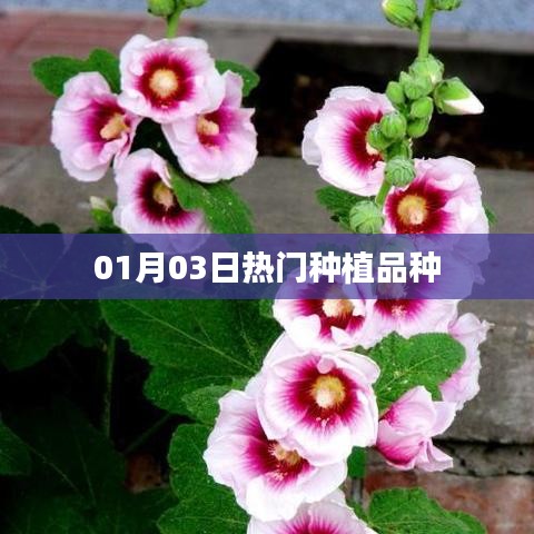 热门种植品种,最新动态与趋势分析