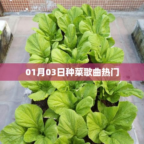 种菜歌曲风靡榜，热门排行揭晓