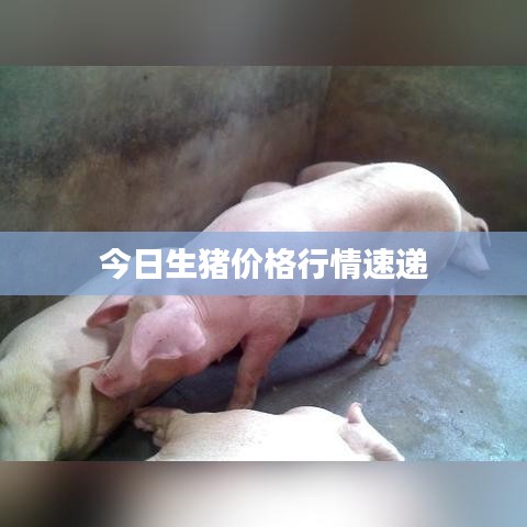 今日生猪价格行情速递