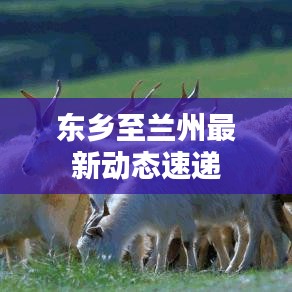 东乡至兰州最新动态速递