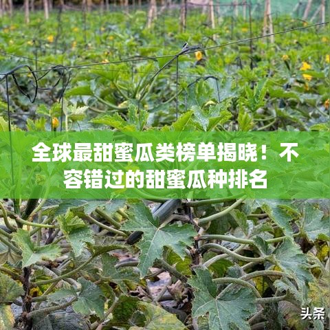 全球最甜蜜瓜类榜单揭晓!不容错过的甜蜜瓜种排名