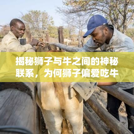 揭秘狮子与牛之间的神秘联系,为何狮子偏爱吃牛?