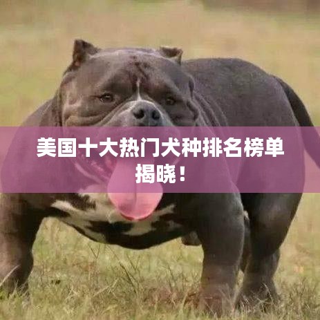 美国十大热门犬种排名榜单揭晓！