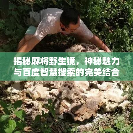 揭秘麻将野生镜,神秘魅力与百度智慧搜索的完美结合