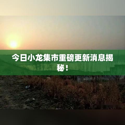 今日小龙集市重磅更新消息揭秘!