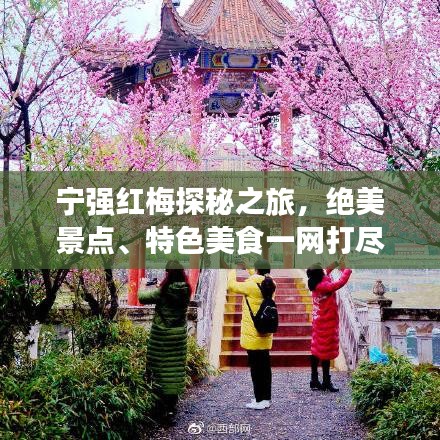 宁强红梅探秘之旅,绝美景点、特色美食一网打尽!
