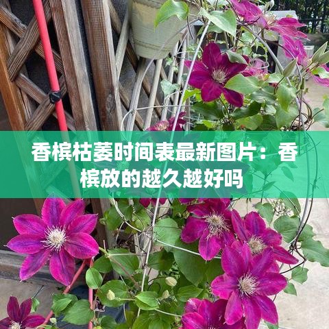 香槟枯萎时间表最新图片:香槟放的越久越好吗