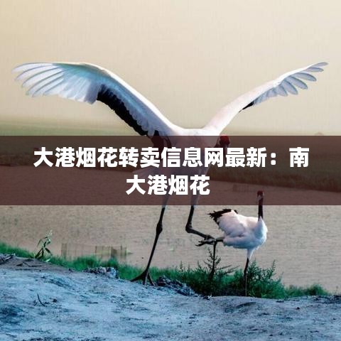 大港烟花转卖信息网最新:南大港烟花