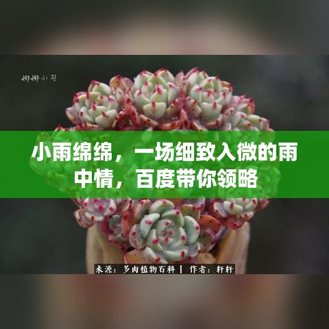 小雨绵绵,一场细致入微的雨中情,百度带你领略