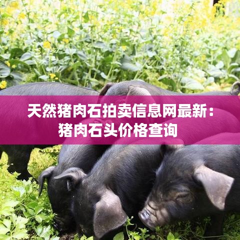 天然猪肉石拍卖信息网最新:猪肉石头价格查询