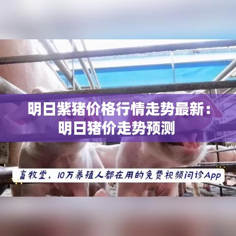 明日紫猪价格行情走势最新:明日猪价走势预测