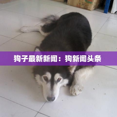 狗子最新新闻:狗新闻头条