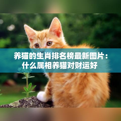 养猫的生肖排名榜最新图片:什么属相养猫对财运好