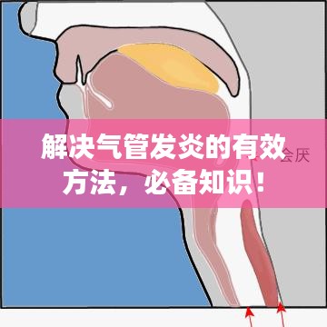 解决气管发炎的有效方法,必备知识!
