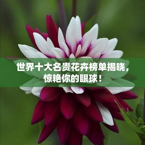 世界十大名贵花卉榜单揭晓,惊艳你的眼球!