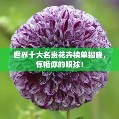 世界十大名贵花卉榜单揭晓,惊艳你的眼球!