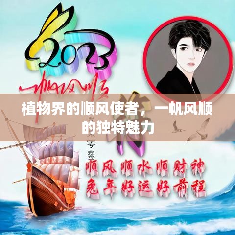 植物界的顺风使者，一帆风顺的独特魅力