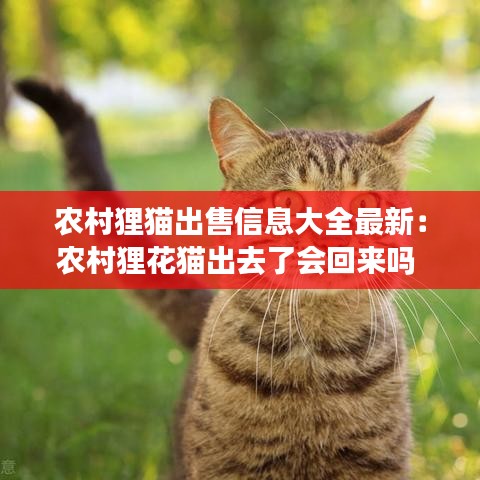 农村狸猫出售信息大全最新:农村狸花猫出去了会回来吗