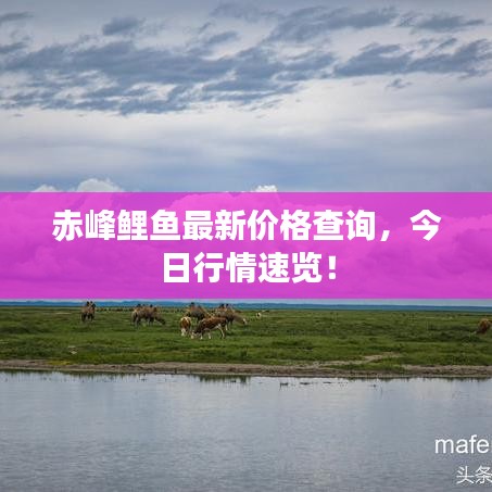 赤峰鲤鱼最新价格查询,今日行情速览!