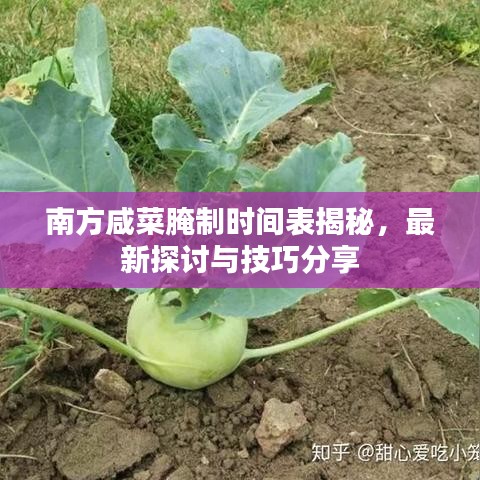 南方咸菜腌制时间表揭秘,最新探讨与技巧分享
