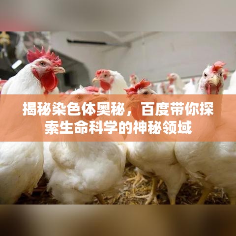 揭秘染色体奥秘,百度带你探索生命科学的神秘领域