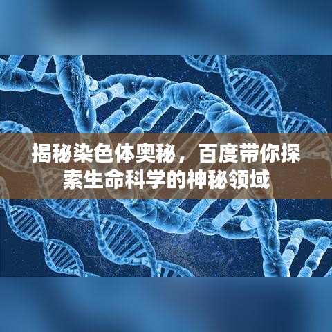 揭秘染色体奥秘,百度带你探索生命科学的神秘领域