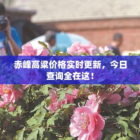 赤峰高粱价格实时更新,今日查询全在这!