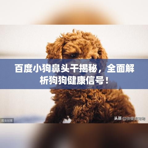 百度小狗鼻头干揭秘,全面解析狗狗健康信号!