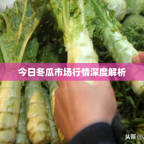 今日冬瓜市场行情深度解析