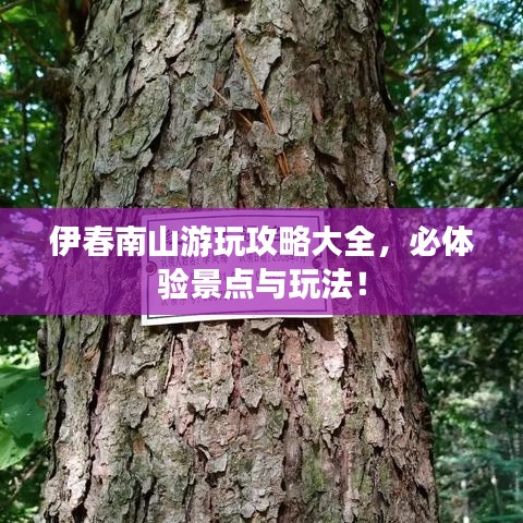 伊春南山游玩攻略大全，必体验景点与玩法！