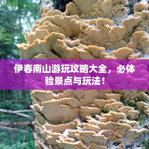 伊春南山游玩攻略大全,必体验景点与玩法!