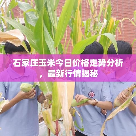 石家庄玉米今日价格走势分析，最新行情揭秘