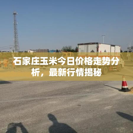 石家庄玉米今日价格走势分析,最新行情揭秘