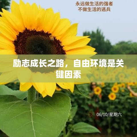 励志成长之路,自由环境是关键因素