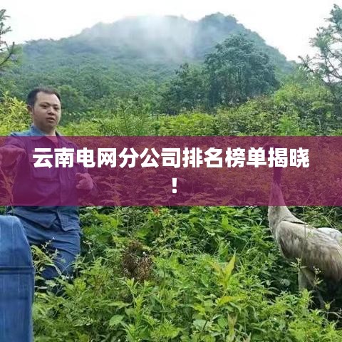 云南电网分公司排名榜单揭晓！