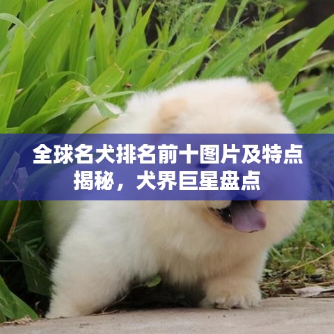 全球名犬排名前十图片及特点揭秘,犬界巨星盘点