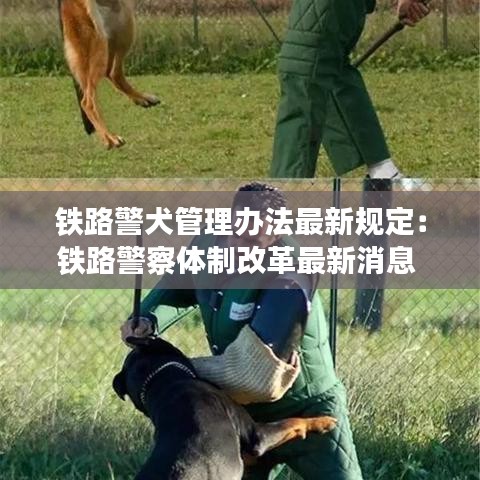 铁路警犬管理办法最新规定:铁路警察体制改革最新消息