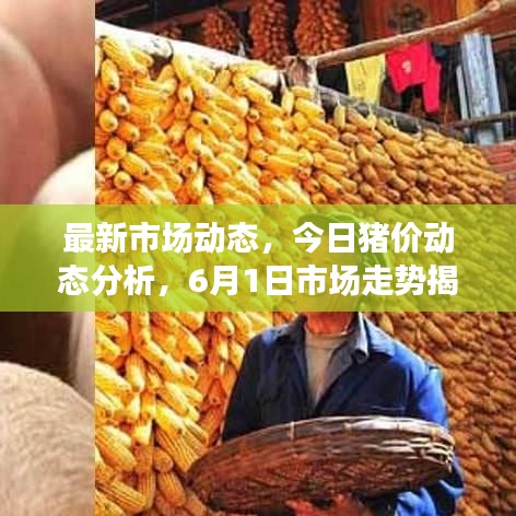 最新市场动态,今日猪价动态分析,6月1日市场走势揭秘