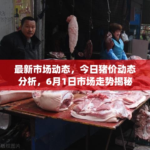 最新市场动态,今日猪价动态分析,6月1日市场走势揭秘