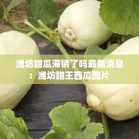 潍坊甜瓜滞销了吗最新消息:潍坊甜王西瓜图片