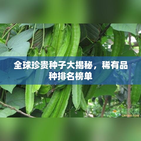 全球珍贵种子大揭秘,稀有品种排名榜单