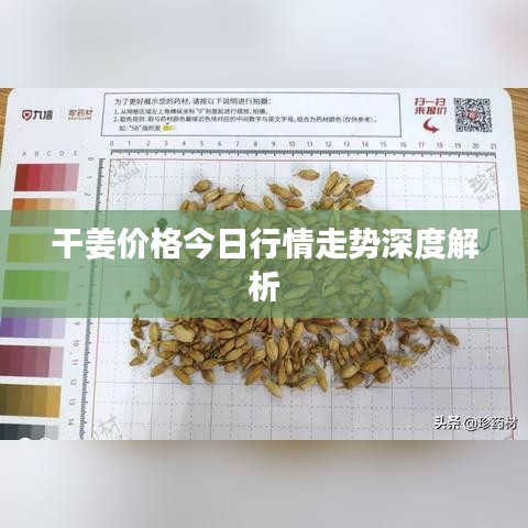 干姜价格今日行情走势深度解析