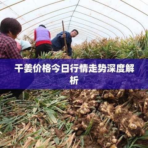 干姜价格今日行情走势深度解析